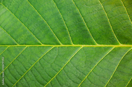 Close up leaf. Macro photography. Abstract green leaf texture, nature background, tropical leaf. The plant has a beautiful expressive structure.