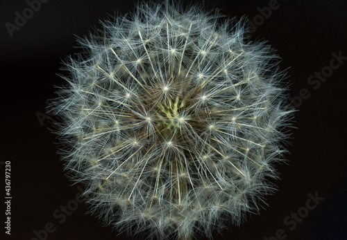 Macro close up of dandelion seed head