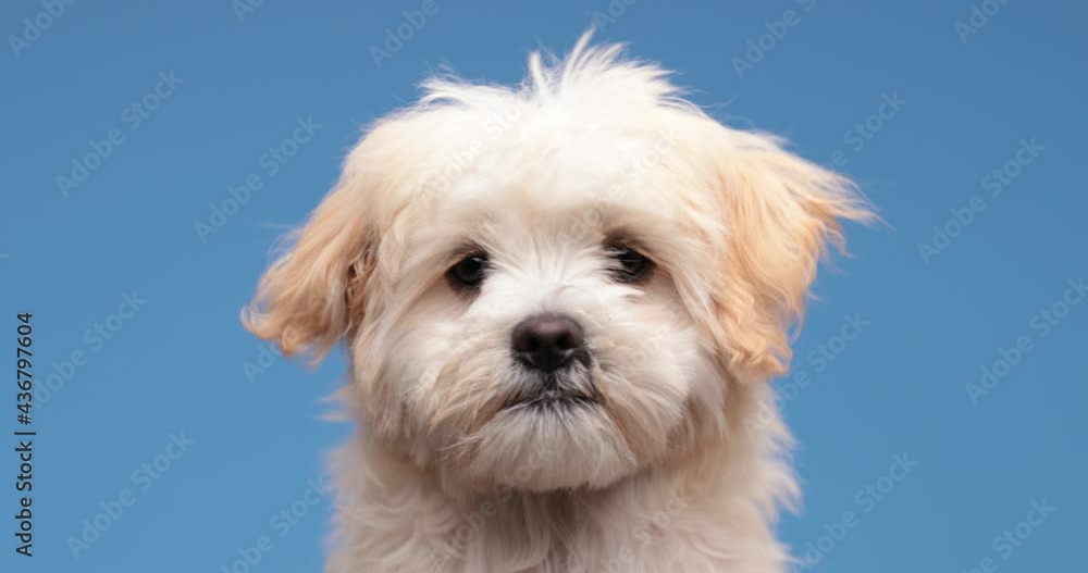 sleepy cute bichon pup yawning and sticking out tongue, licking nose and feeling hungry while sitting on blue background in studio sleepy cute bichon pup yawning and sticking out tongue, licking nose and feeling hungry while sitting on blue background in studio