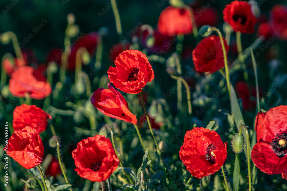 blühende Mohnblumen in der wunderschönen natur blühende Mohnblumen in der wunderschönen natur