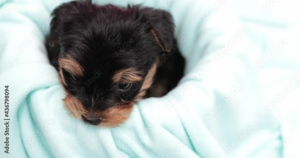 cute yorkshire terrier dog can't fall asleep in his bed cute yorkshire terrier dog can't fall asleep in his bed