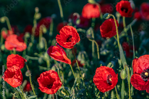  bl  hende Mohnblumen in der wundersch  nen natur