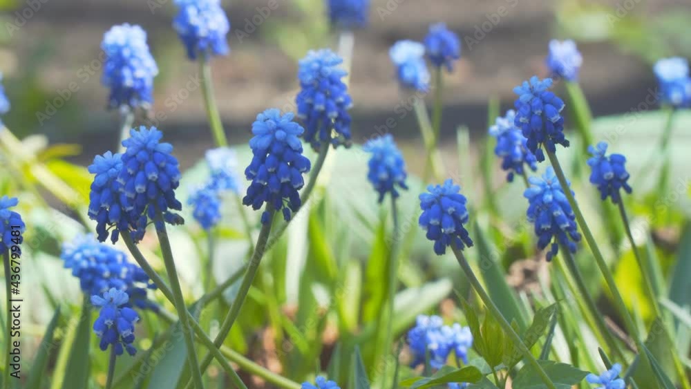 Muscari or mouse hyacinth. Blue spring flowers in the garden. Selective focus. Camera panning Muscari or mouse hyacinth. Blue spring flowers in the garden. Selective focus. Camera panning