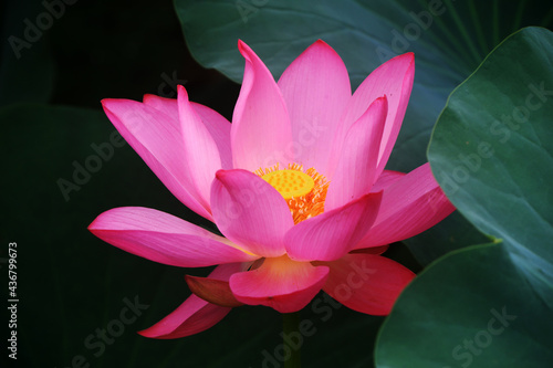 Fototapeta Naklejka Na Ścianę i Meble -  Beautiful lotus in the pond, North China