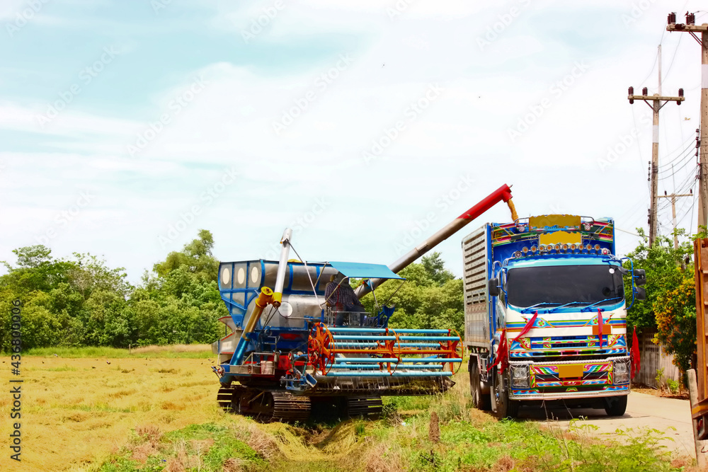 Fototapeta premium harvester take paddy to big truck go to warehouse
