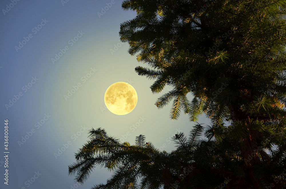 Beautiful full moon and pine leaves in winter night Beautiful full moon and pine leaves in winter night