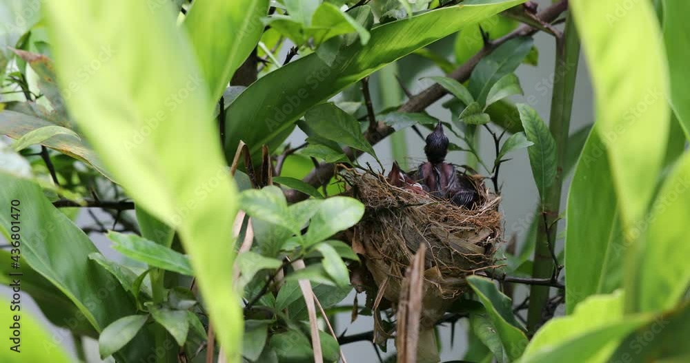 Red vented bulbul bird finch feeds its hungry Baby bird in a nest Red vented bulbul bird finch feeds its hungry Baby bird in a nest