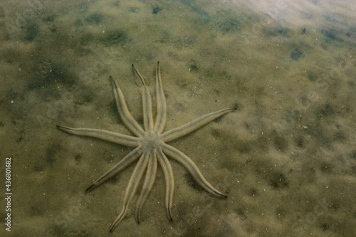 Seastar starfish in the ocean sand