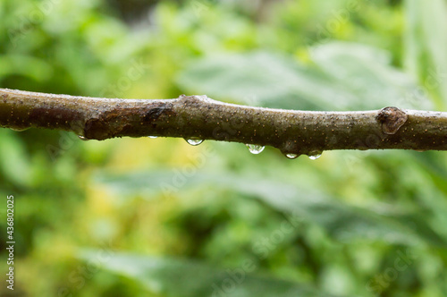 Close-up Of Rain Drops On Tree Branch. Falling Rain drops on branch plant part. Tree branch with fresh water raindrops of dew in morning. Summer Rain stock photo. Nature Rainy Season Background.