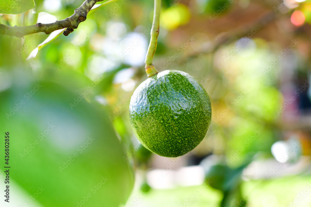 Bunch of fresh avocados on an avocado tree branch in sunny garden Bunch of fresh avocados on an avocado tree branch in sunny garden