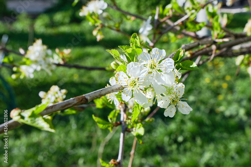 Apple bud in spring against the background of green foliage. White apple blossom in the daytime. Flowering apple trees in the garden, in the park. Side view, close-up.