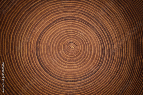 beautiful cut tree trunk with annual rings and cracks. wood texture background