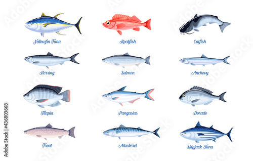 Commercial fish species set. Vector illustration cartoon flat icon collection isolated on white background.