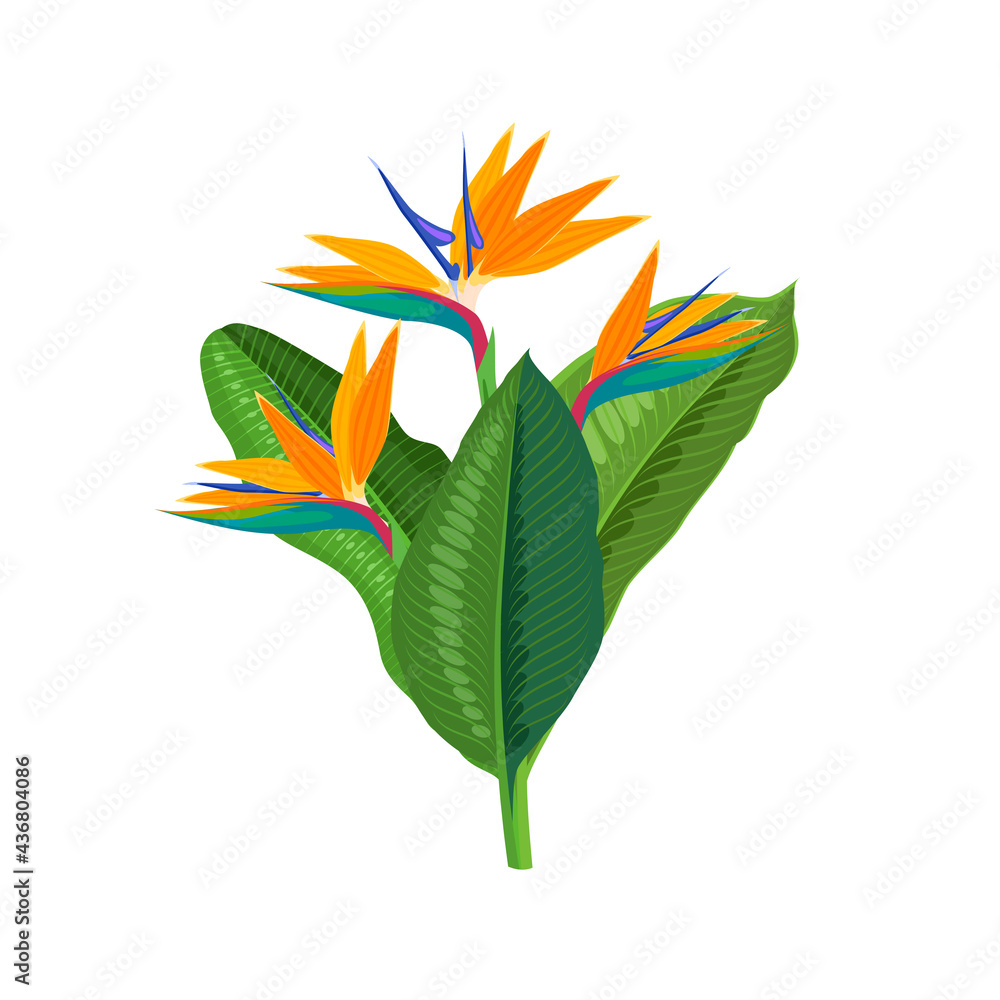 Strelitzia flower, bird of paradise. Vector illustration cartoon flat icon isolated on white background.