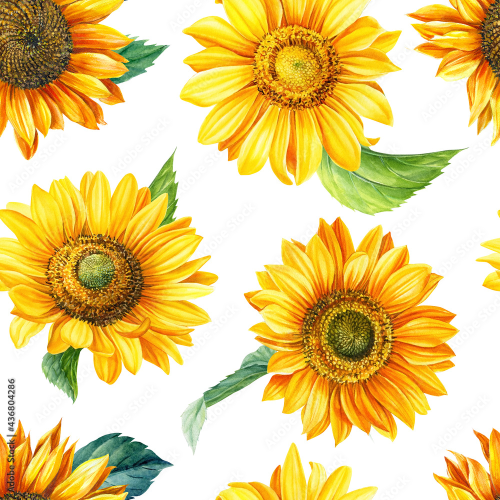 Flowers sunflowers on a white background, hand-drawn. Watercolor illustration. Floral design Seamless pattern. Flowers sunflowers on a white background, hand-drawn. Watercolor illustration. Floral design Seamless pattern.