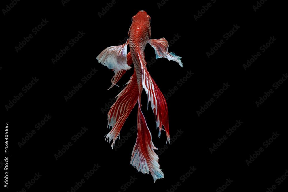 Fototapeta premium Betta fish, siamese fighting fish betta isolated on black background.