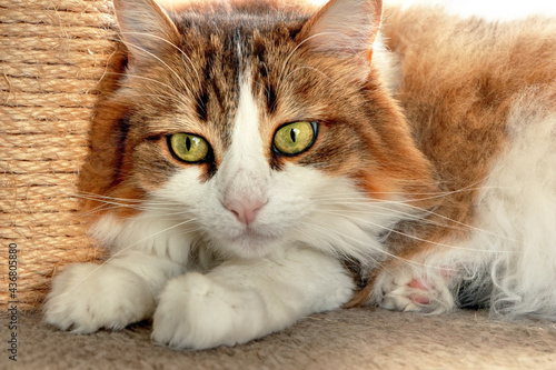 Beau chat caramel aux yeux vert photo