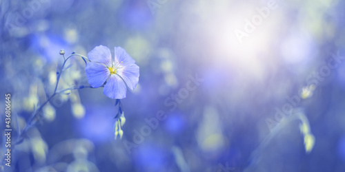 Blue flax flowers on a blue toned background in sunlight. Beautiful dreamy floral art banner. Selective soft focus. © Yulia