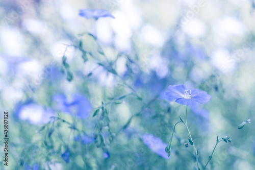 Delicate blue flax flowers on a beautiful green background. Romantic art image of nature pastel color. Selective soft focus.