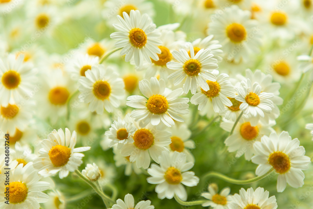 Fototapeta premium Chamomile flowers. Camomile in nature. Soft focus.