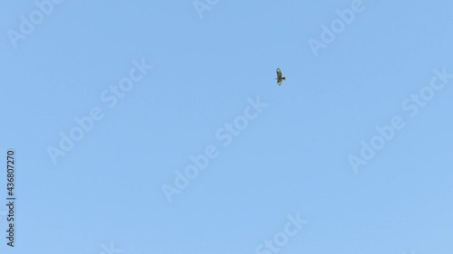風に乗って飛ぶトンビ　トビ　鳥　猛禽 photo