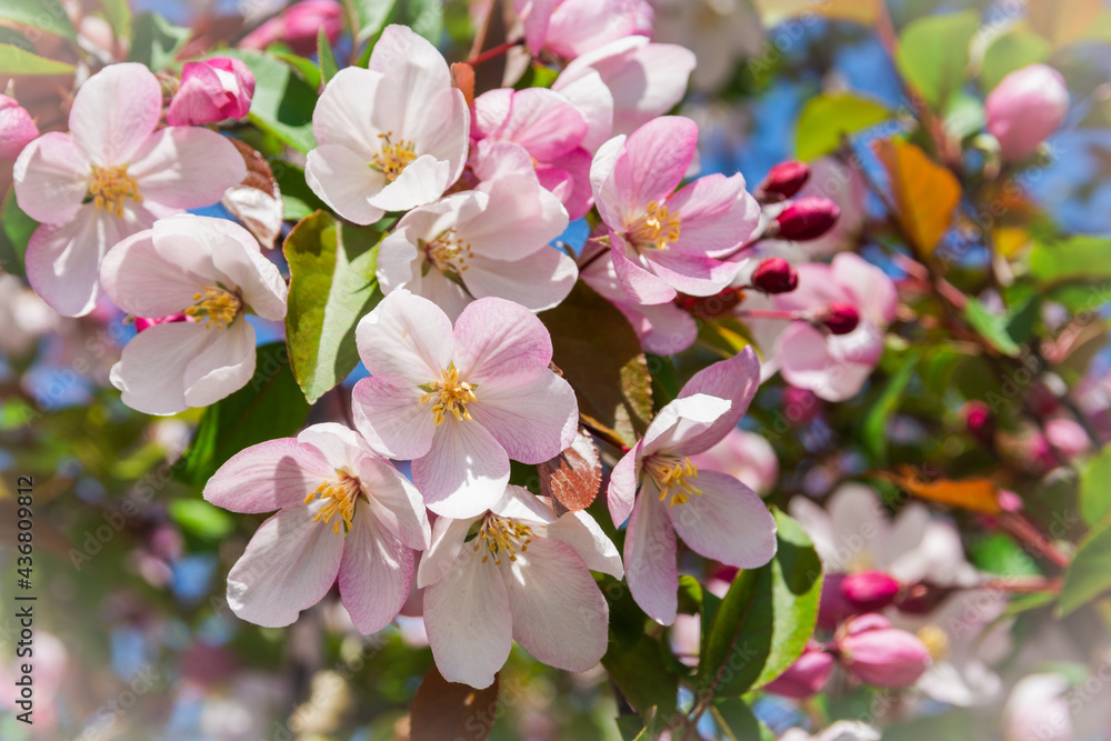 Delicate pink flowers bloomed in spring on a branch of an apple tree. The apple tree blooms with pink flowers. Macro