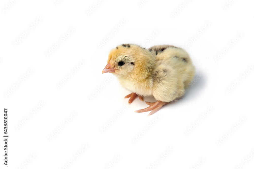 Obraz premium Chick isolated on white background.