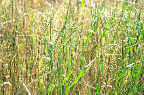 Green grass under the strong sunlight