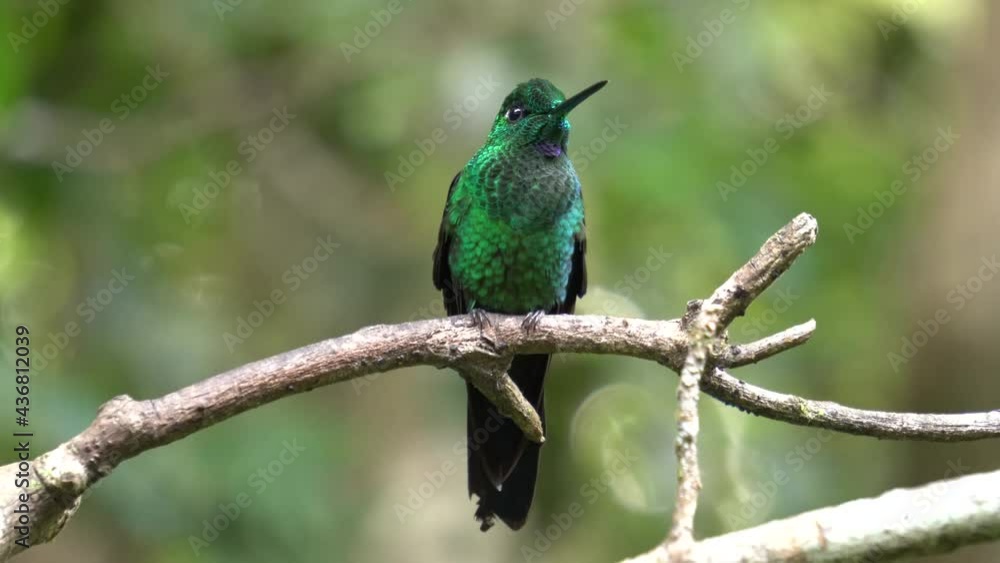 A Green-crowned brilliant bird (Heliodoxa jacula) standing on a branch.
A Green-crowned brilliant bird (Heliodoxa jacula) standing on a branch.