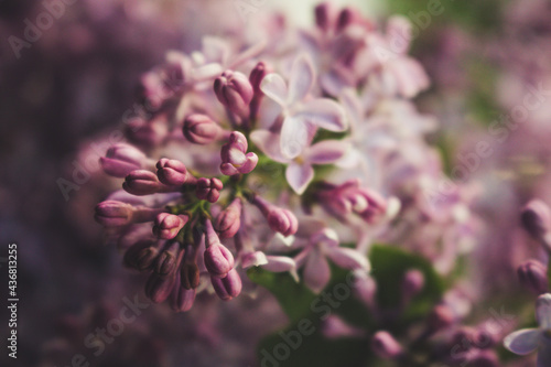 close up of pink flowers