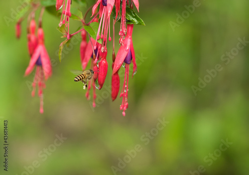 Honey bee collecting pollen on flowers.
