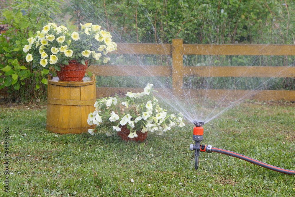 Watering by the garden hose with sprinkler a plants and the pots of flowers in garden. - obrazy, fototapety, plakaty 