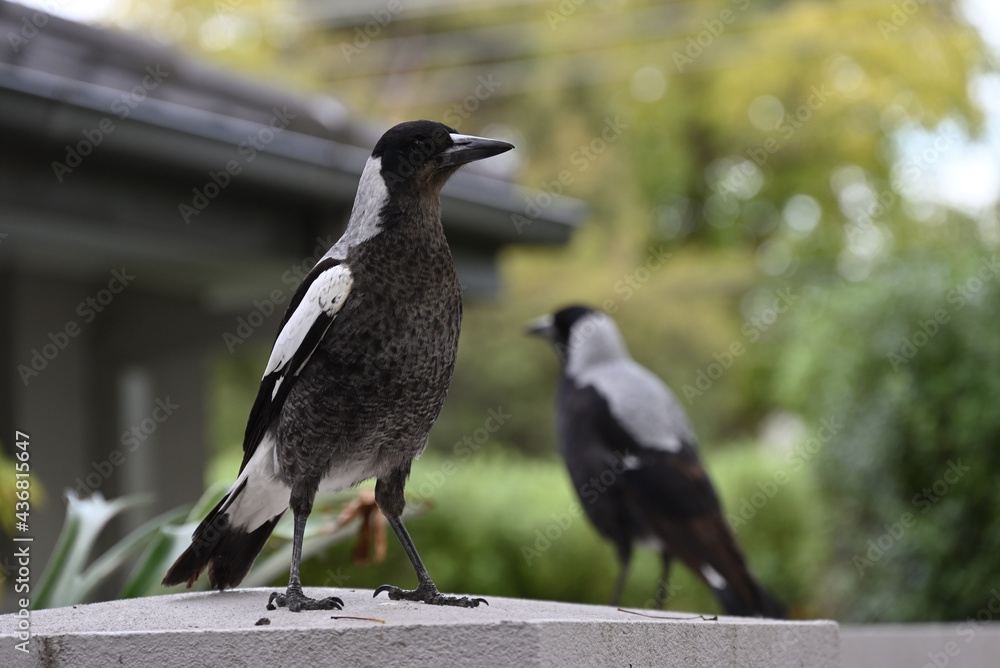 A juvenile Australian magpie standing on a white wall, with a home, garden, and another Australian magpie in the background A juvenile Australian magpie standing on a white wall, with a home, garden, and another Australian magpie in the background