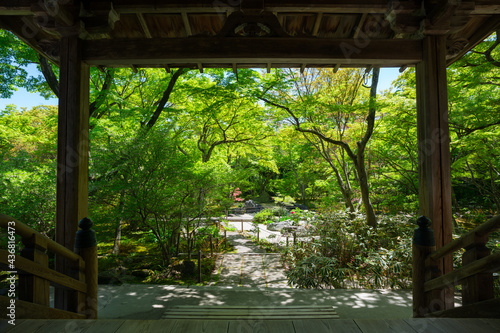 京都 宝筐院の新緑