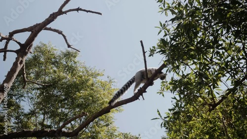 The lemur walks along the branch and prepares to jump.