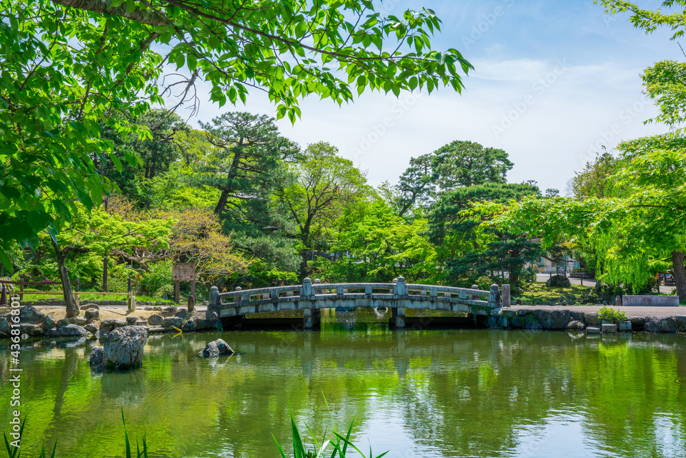 京都　円山公園の新緑