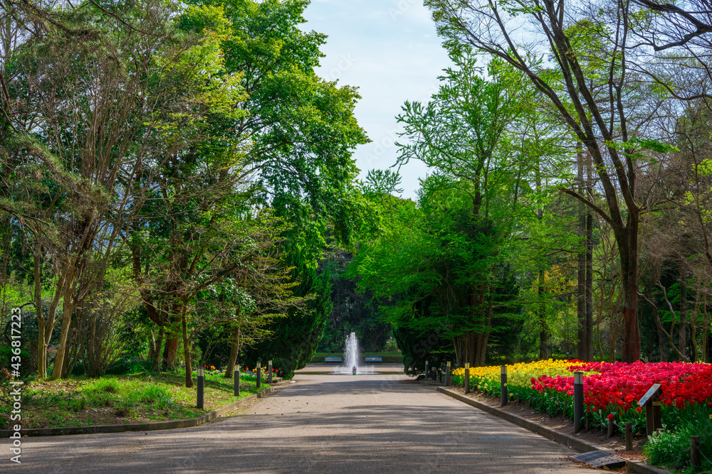 Fototapeta premium 京都府立植物園