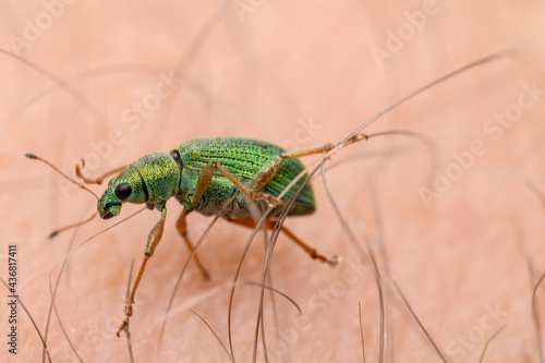 Rüsselkäfer Polydrusus auf Mensch © AyKayORG