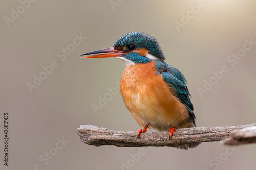 Enchanting common kingfisher, alcedo atthis, female with orange beak perched on twig in spring. Adult exotic bird sitting on branch with copy space.