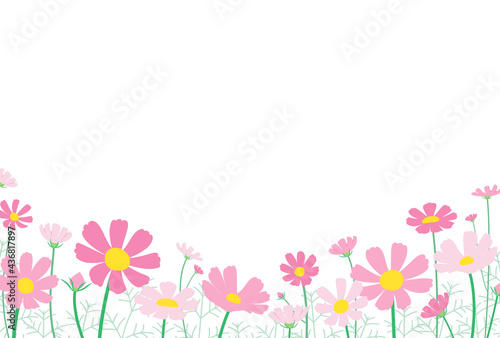 コスモスがたくさん咲いている風景のメッセージカード はがきサイズ横型
