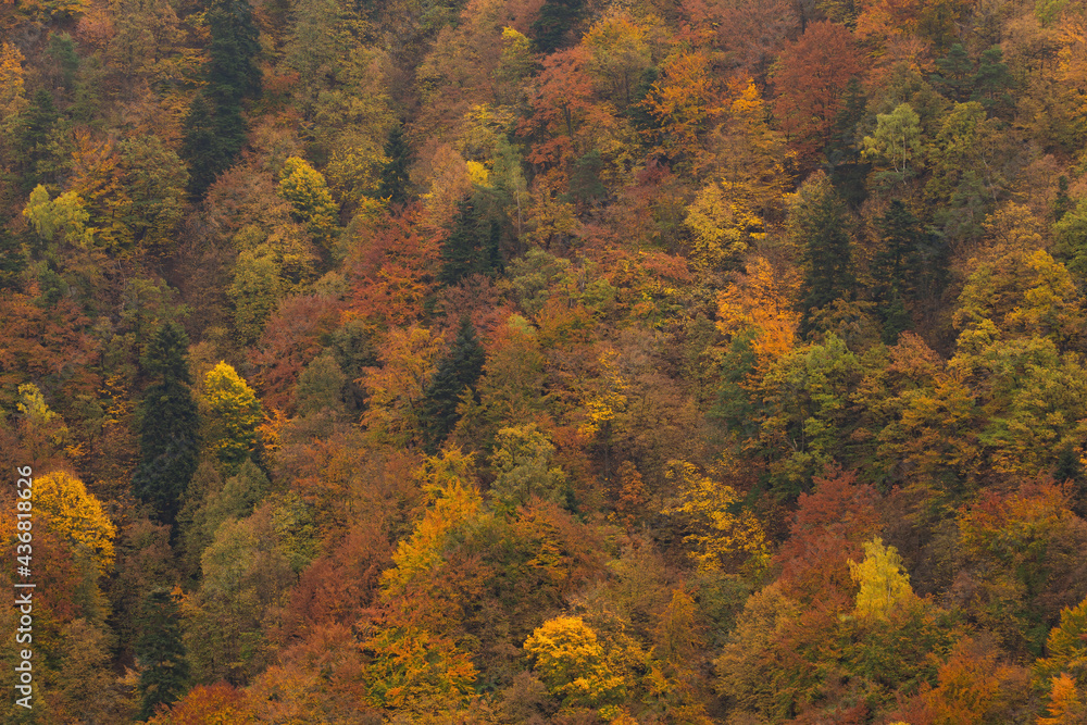 Autumn forest with yellow and orange leaves in treetops. Natural scenery creating structure or a background. Telephoto perspective of a woodland on a hillside Autumn forest with yellow and orange leaves in treetops. Natural scenery creating structure or a background. Telephoto perspective of a woodland on a hillside