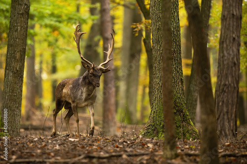 Fallow deer, dama dama, walking in colorful forest in autumn nature. Spotted stag approaching in yellow woodland with copy space. Mammal moving in fall nature.
