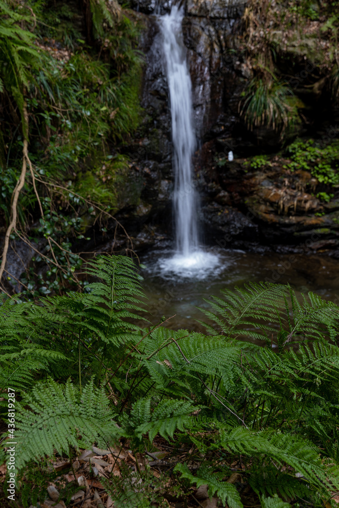 Waterfall and fern