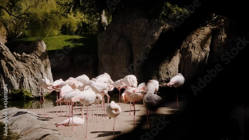 Flamingos stand on the sand in the sun. The camera moves from right to left. photo