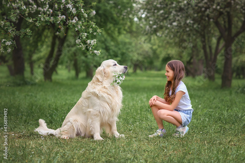 girl trains a golden retriever dog in the park in nature in summer. dog holds flowers in his teeth.