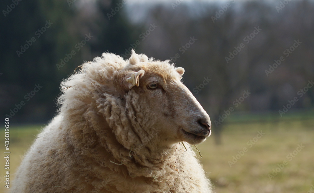 side portrait of white sheep in field side portrait of white sheep in field