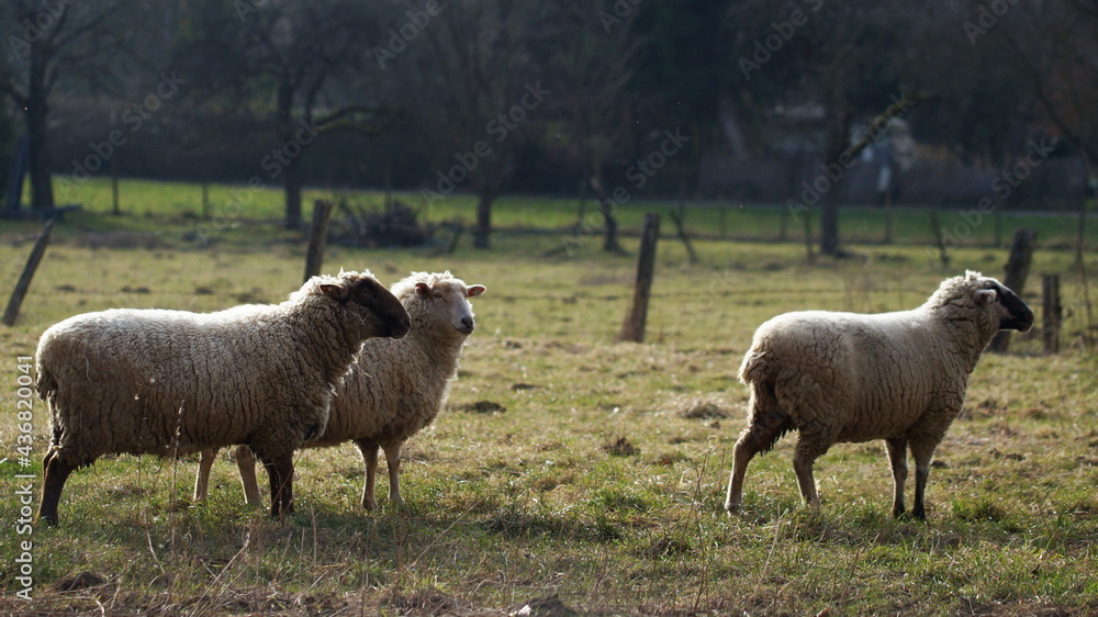 herd of sheep, three sheep standing on pasture herd of sheep, three sheep standing on pasture