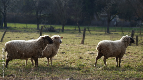 herd of sheep, three sheep standing on pasture © Sophia