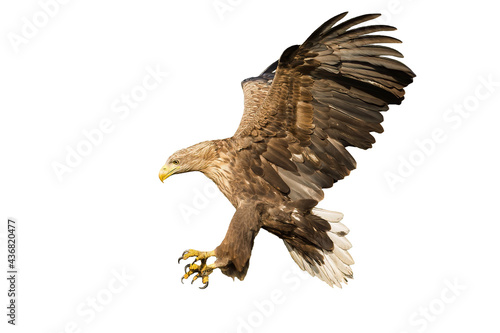 Majestic white-tailed eagle, haliaeetus albicilla, landing with open wings and catching prey with talons isolated on white background. Large bird of prey flying cut out on white background. photo