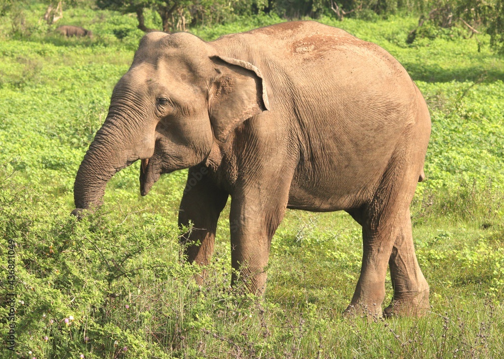 Hungry Wild Elephant with Grass Fields